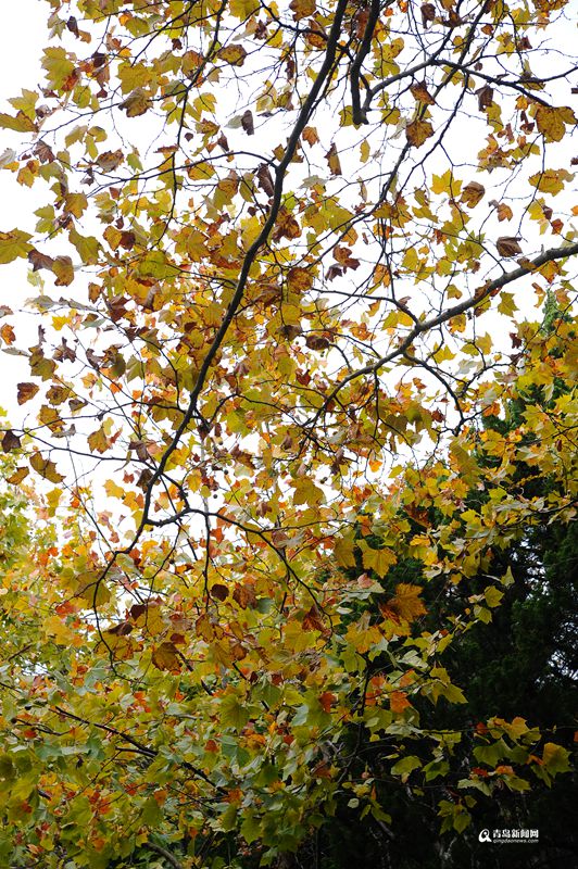 高清:去山海关路看法国梧桐 感受叶色撩人之美