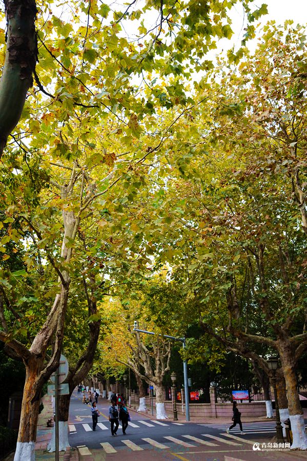 高清:去山海关路看法国梧桐 感受叶色撩人之美