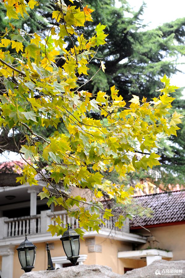 高清:去山海关路看法国梧桐 感受叶色撩人之美