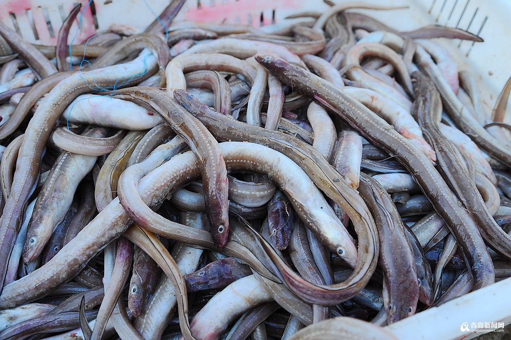 高清:青岛有种小鱼初冬丰收 上岸价每斤20元