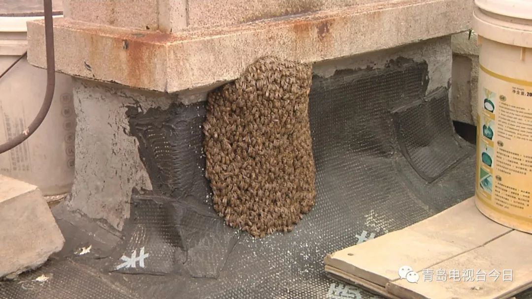 密集恐惧症慎入数千只蜜蜂楼顶筑巢吓坏居民