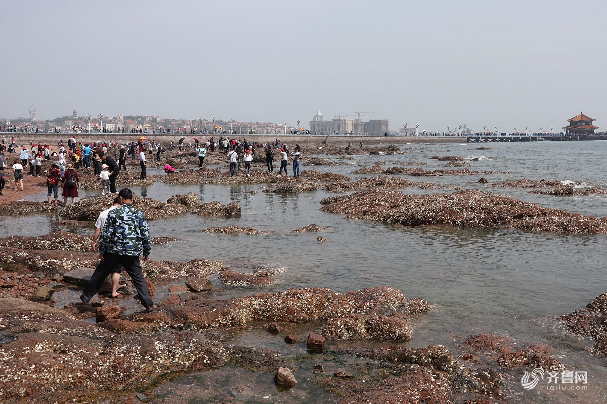 游客青岛海边享受赶海乐趣 捕捉螃蟹蛤蜊等小海鲜