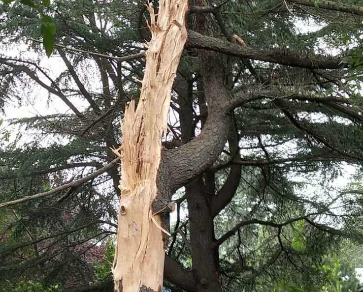 打雷不要在树下避雨 一声响雷一米粗大树被劈两半