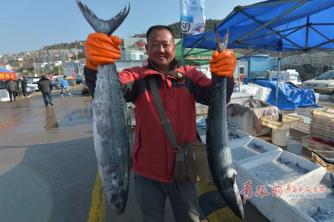 鲅鱼大丰收老丈人手把手教你区分本地和南方鲅鱼