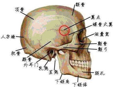 翼点是蝶骨顶骨额骨和颞骨的交汇点而且好巧不巧