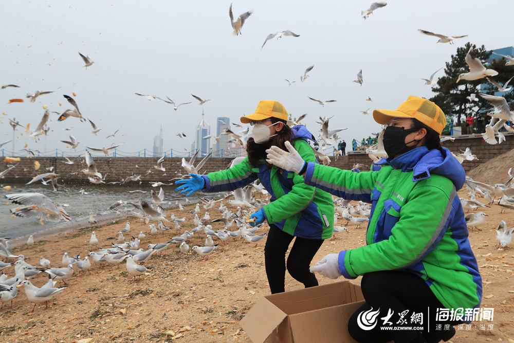 探访栈桥海鸥喂食:疫情期间兼职保姆上线 每天喂食两次 