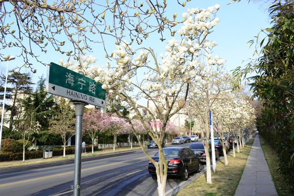 海宁路玉兰正值盛花期 上百棵花树齐绽放 