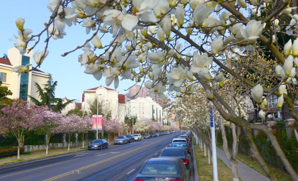兰州市市花市树图片