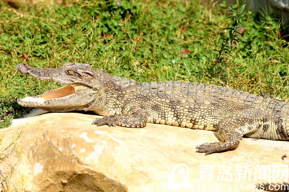 青岛森林野生动物世界 鳄鱼晒太阳的样子很萌
