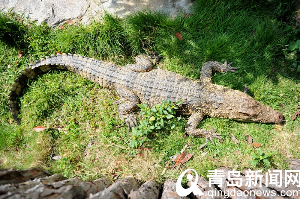 青岛森林野生动物世界 鳄鱼晒太阳的样子很萌