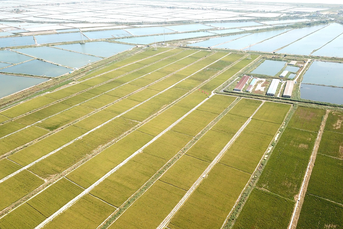 袁隆平爷爷说,这次测产很有借鉴意义,在中国实现耐盐碱水稻种植1亿亩