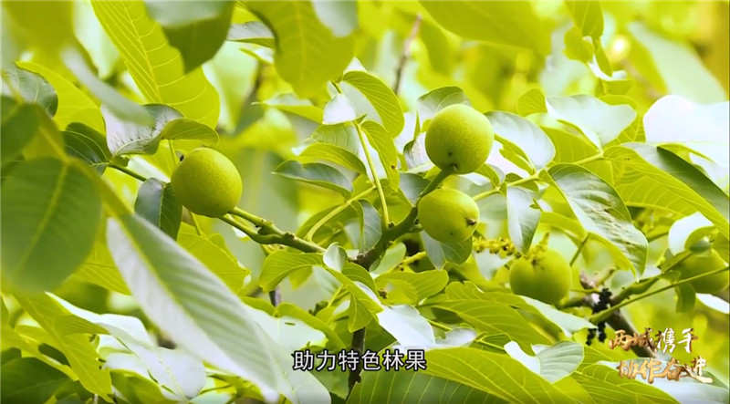 杏树苗品种介绍图片