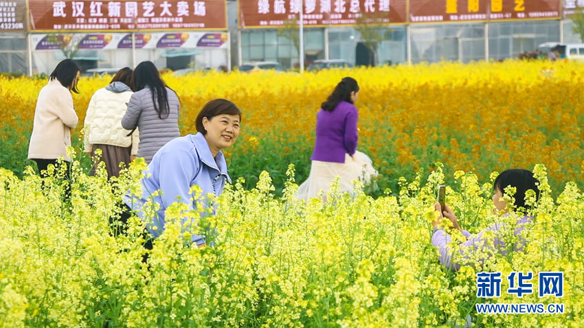 江夏五里界彩色油菜花图片