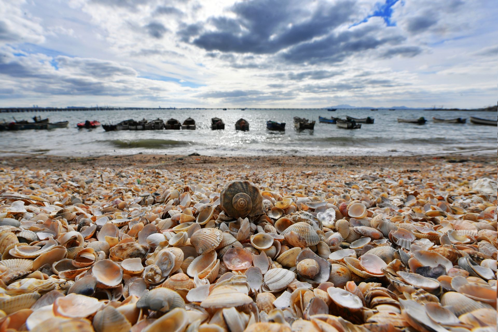 青岛有片"贝壳海滩",快来看