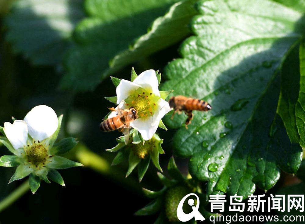 草莓花盛开蜜蜂采蜜授粉郊外温室大棚里一派春天景象