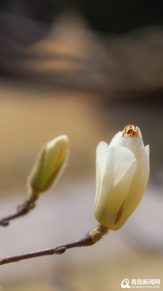 玉兰桃花含苞待放青岛百花苑开放尽现春色盎然