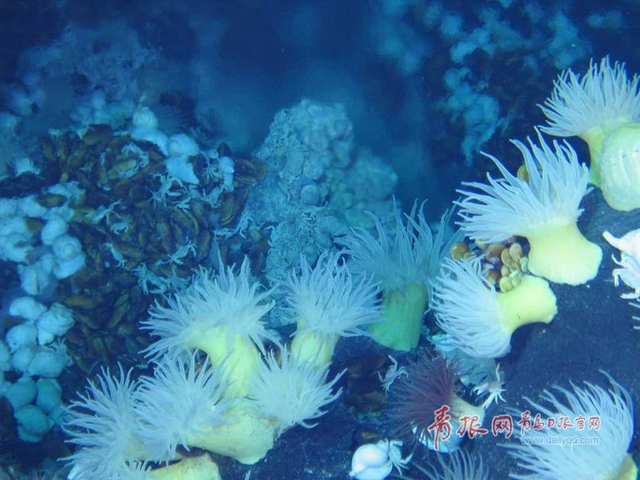 蛟龙号探秘神奇海底热液区 珍贵图片曝光