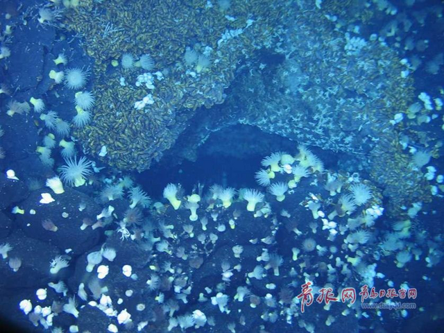 蛟龙号探秘神奇海底热液区 珍贵图片曝光