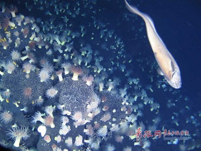 蛟龙号探秘神奇海底热液区 珍贵图片曝光