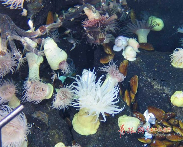 蛟龙号探秘神奇海底热液区 珍贵图片曝光