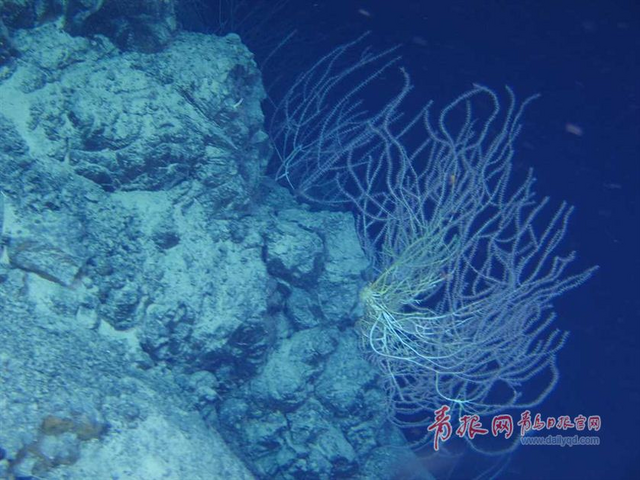 蛟龙号探秘神奇海底热液区 珍贵图片曝光