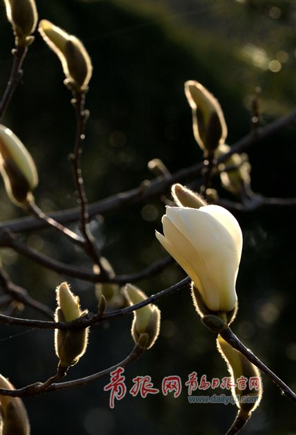 中山公园玉兰进入盛花期 含苞待放引游客拍照