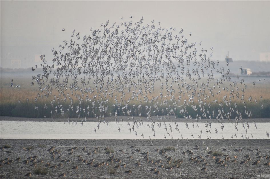 遮天蔽日！胶州湾湿地现“鸟潮” 景观