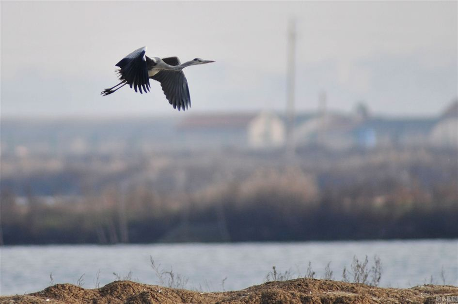 遮天蔽日！胶州湾湿地现“鸟潮” 景观