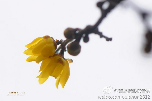 青岛太平山腊梅吐芳迎春开 清香四溢惹人醉