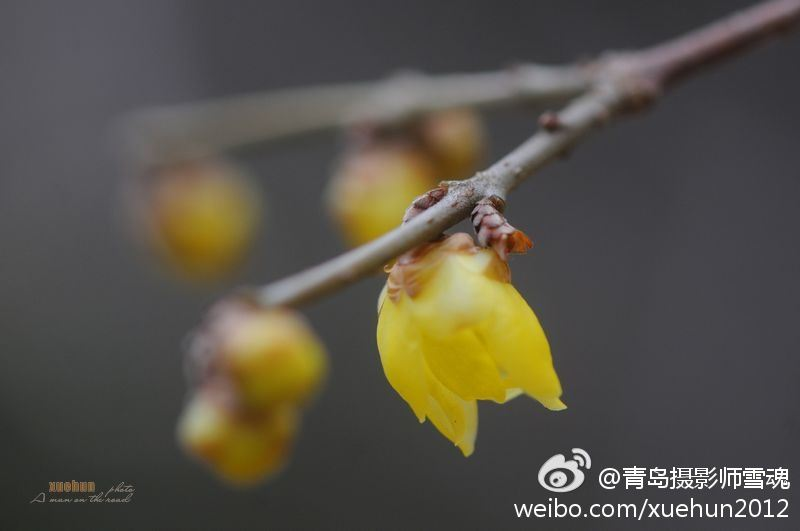 青岛太平山腊梅吐芳迎春开 清香四溢惹人醉