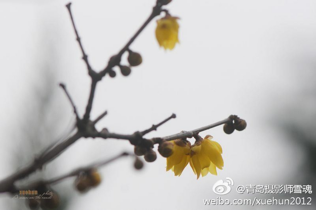 青岛太平山腊梅吐芳迎春开 清香四溢惹人醉