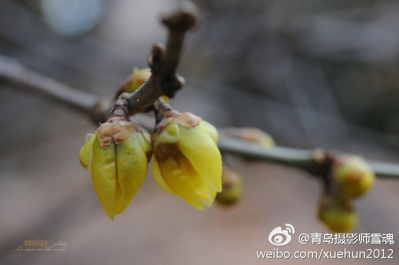 青岛太平山腊梅吐芳迎春开 清香四溢惹人醉