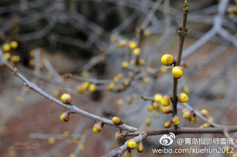 青岛太平山腊梅吐芳迎春开 清香四溢惹人醉