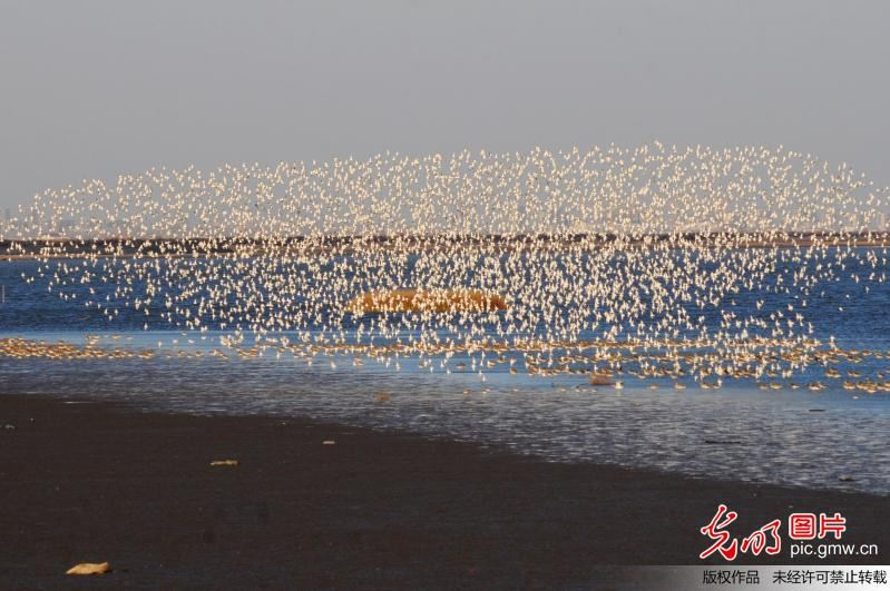 青岛胶州湾候鸟成群 鹬鸟练飞场面壮观