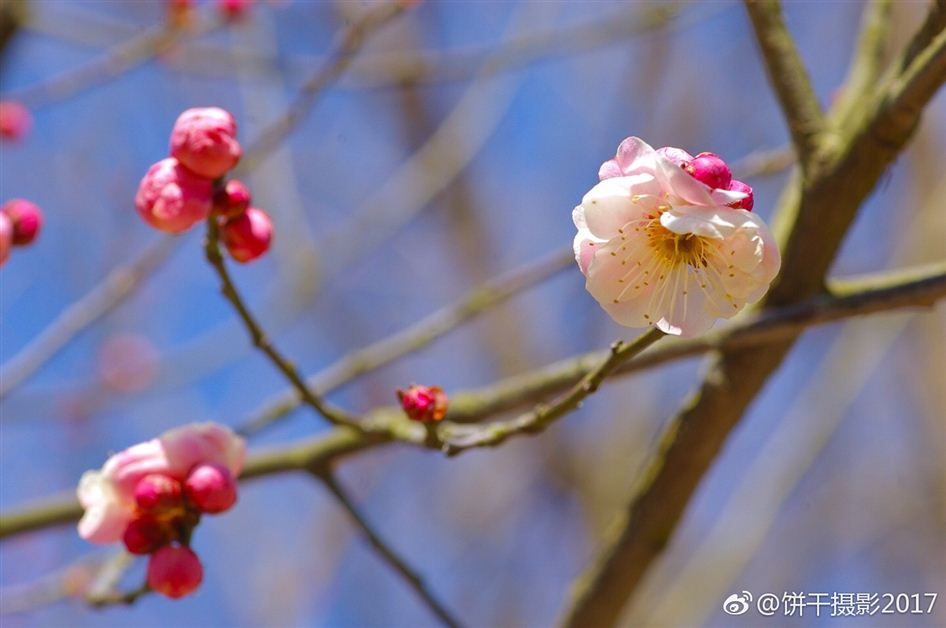 青岛渐觉春色好 中山公园已开启赏花模式