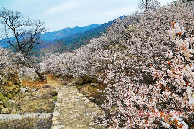 城阳6000多亩樱桃花惊艳绽放
