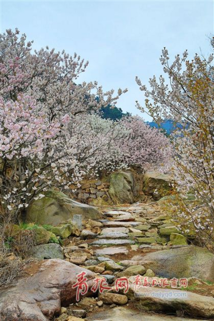 城阳6000多亩樱桃花惊艳绽放