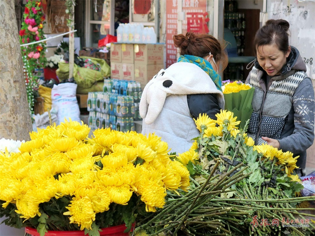 清明文明祭扫深入人心 素雅菊花花市热销