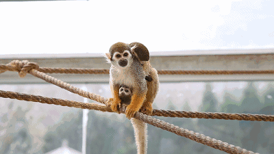 青岛动物园猴宝宝遭弃养 另一母猴甘愿当奶妈