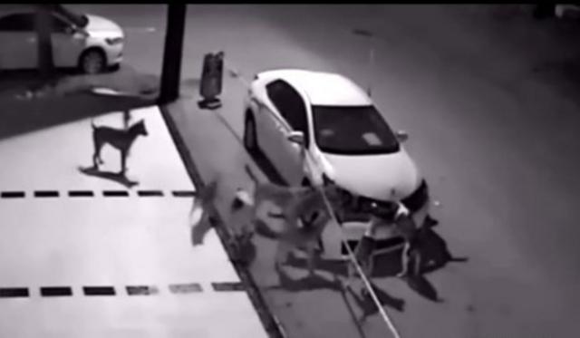 男子鸣笛赶狗 土狗竟叫伙伴把车拆了