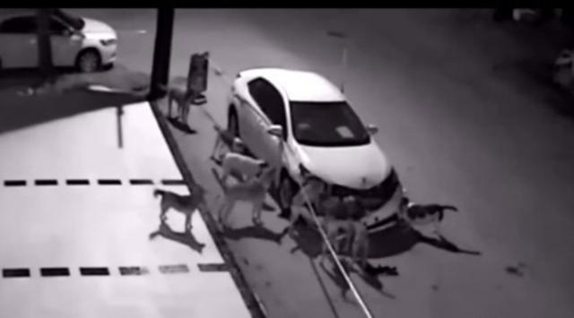 男子鸣笛赶狗 土狗竟叫伙伴把车拆了