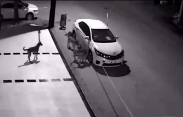 男子鸣笛赶狗 土狗竟叫伙伴把车拆了