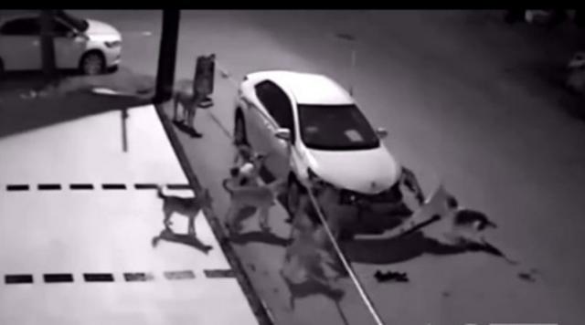 男子鸣笛赶狗 土狗竟叫伙伴把车拆了