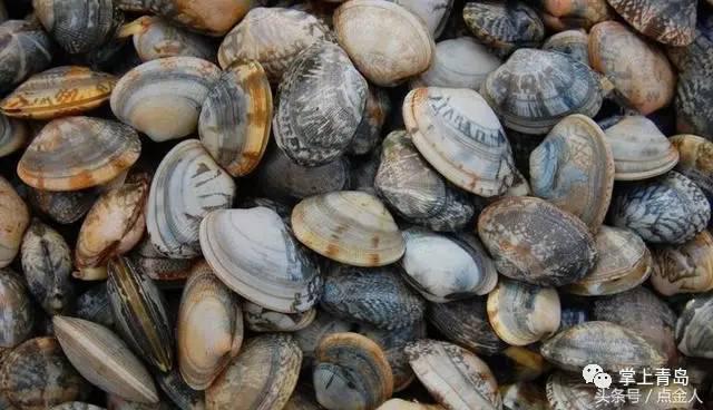 赶紧收藏! 青岛七大赶海好去处推荐(附时间) 赶紧收藏! 青岛七大赶海好去处推荐(附时间)