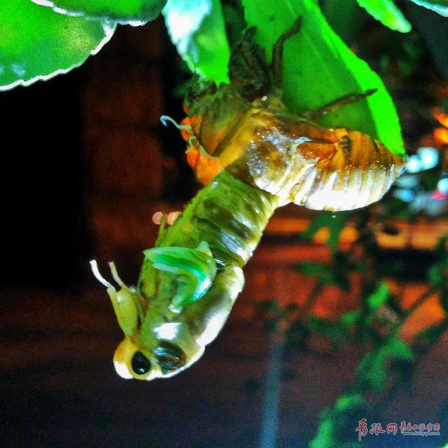 摄影师实拍金蝉脱壳全过程 你不知道的节流龟