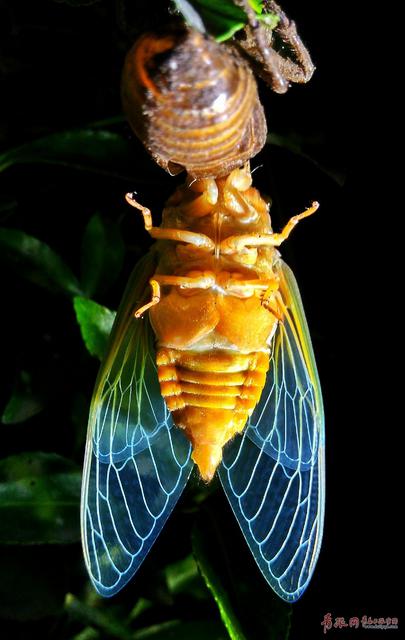 摄影师实拍金蝉脱壳全过程 你不知道的节流龟