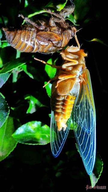 摄影师实拍金蝉脱壳全过程 你不知道的节流龟