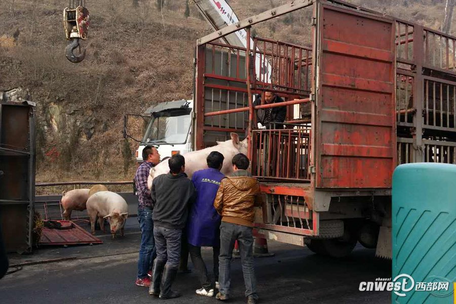 陕西高速满载生猪货车侧翻 现场使用吊车运猪