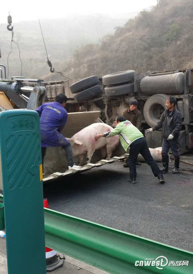 陕西高速满载生猪货车侧翻 现场使用吊车运猪