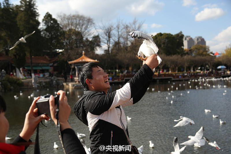 游客抓鸥拍照 民警：看到报警！